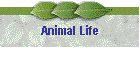 Animal Life