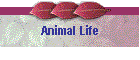 Animal Life