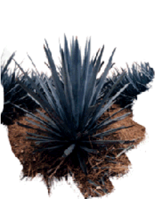 Agave