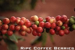 Ripe berries