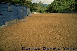 Coffee Drying Yard