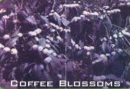 Coffee Blossoms