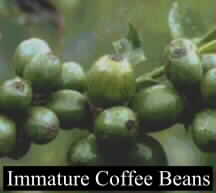 Immature Coffee Beans