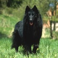 Groenendael Belgian Sheepdog