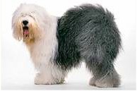 Old English Sheepdog