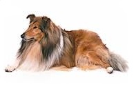 Rough Collie