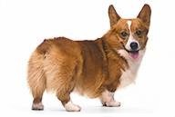 Welsh Corgi