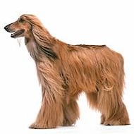 Afghan Hound