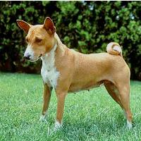 Basenji