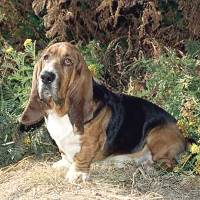 Basset Hound