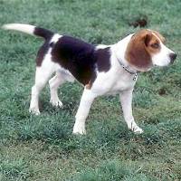 Beagle