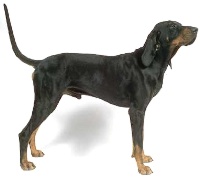 Black & Tan Coonhound