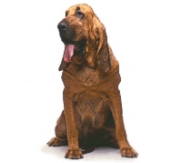 Bloodhound