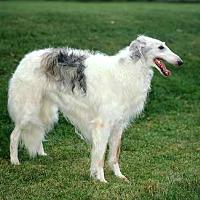 Borzoi