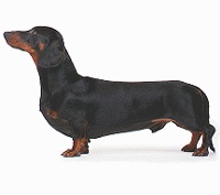 Dachshund