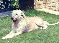 Irish Wolfhound