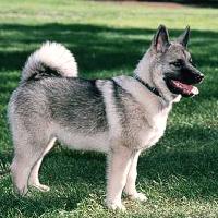 Norwegian Elkhound