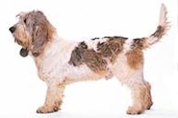 Petit Basset Griffon Vendeen