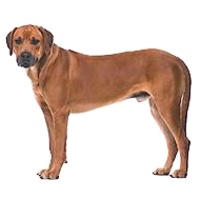 Rhodesian Ridgeback