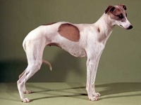 Whippet