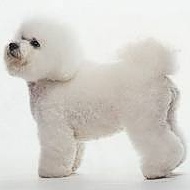 Bichon Frise