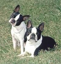 Boston Terrier