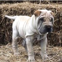 Chinese Shar-Pei