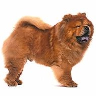 Chow Chow