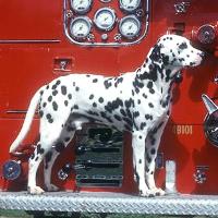 Dalmatian