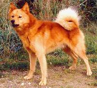 Finnish Spitz