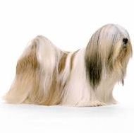 Lhasa Apso