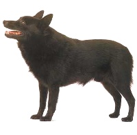 Schipperke