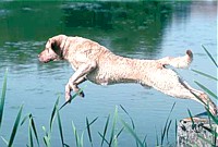 Chesapeake Bay Retriever