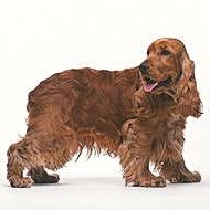 Cocker Spaniel