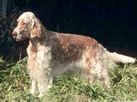 English Setter