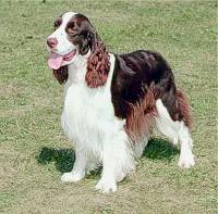 English Springer Spaniel