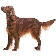 Irish Setter