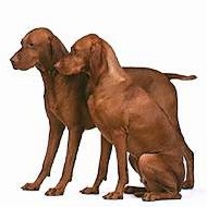 Vizsla