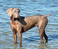 Weimaraner