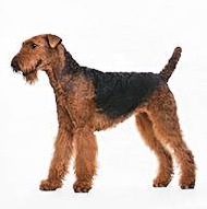 Airedale Terrier