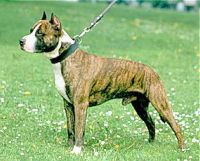 American Staffordshire Terrier