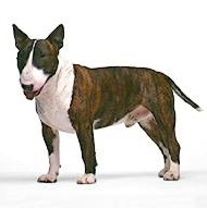 Bull Terrier