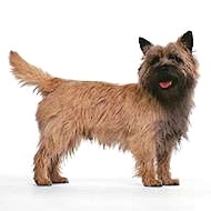 Cairn Terrier