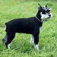 Schnauzer