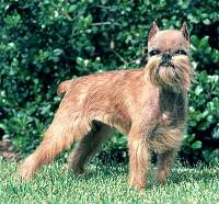 Brussels Griffon