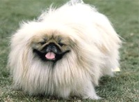 Pekingese