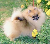 Pomeranian