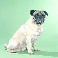 Pug