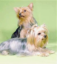 Yorkshire Terrier