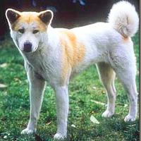 Akita Dog